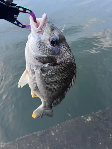 キビレの釣果