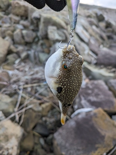 フグの釣果