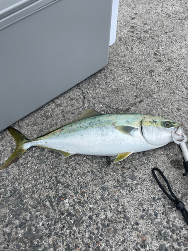 ハマチの釣果