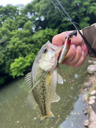 ラージマウスバスの釣果