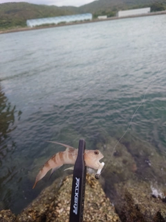 イトヒキハゼの釣果