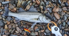 セイゴ（マルスズキ）の釣果