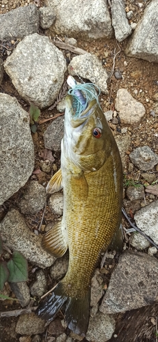 スモールマウスバスの釣果