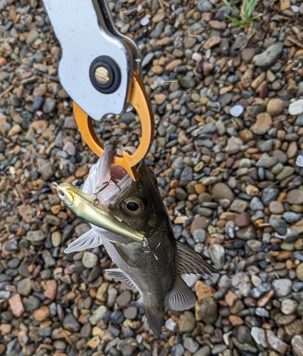 セイゴ（マルスズキ）の釣果