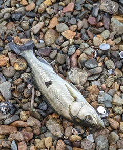 セイゴ（マルスズキ）の釣果