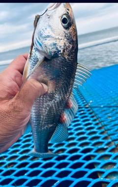 イシモチの釣果