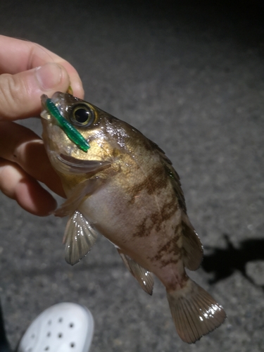 メバルの釣果