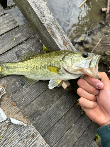 釣果