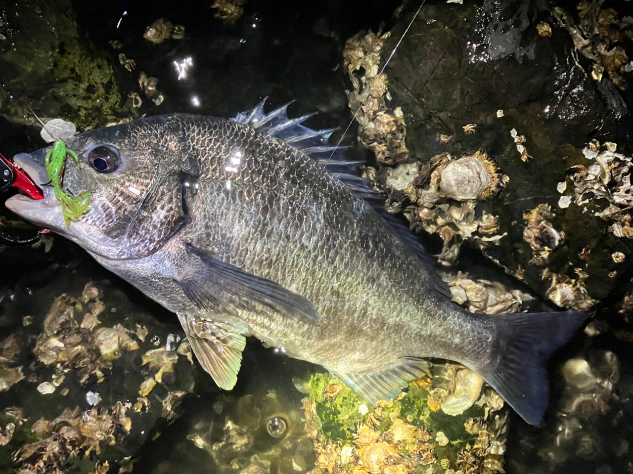 釣りのことしか考えてません。 さんの 2024年05月08日のチヌの釣り 