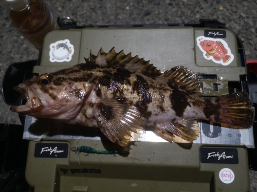 タケノコメバルの釣果