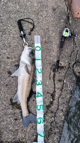 シーバスの釣果