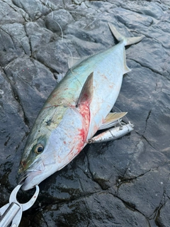 ブリの釣果