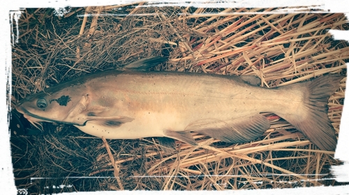 アメリカナマズの釣果