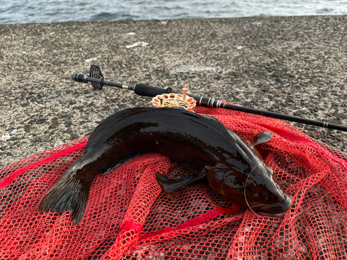 アイナメの釣果