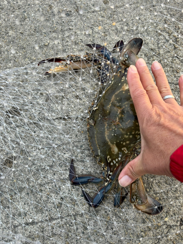 ガザミの釣果