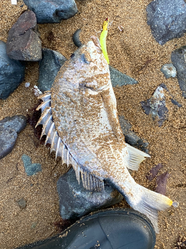 キビレの釣果