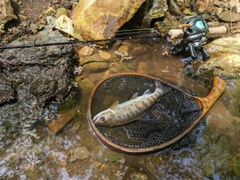 ヤマメの釣果