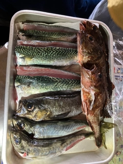 メバルの釣果