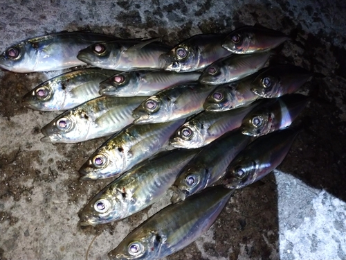 アジの釣果