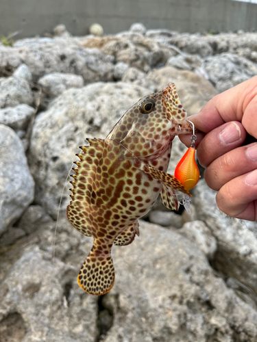 カンモンハタの釣果