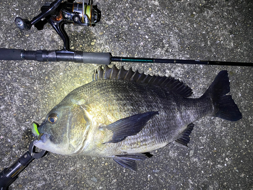 クロダイの釣果