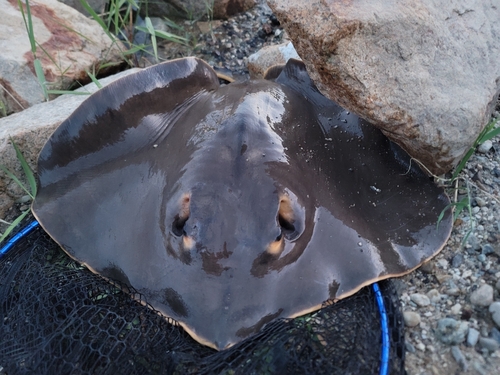 エイの釣果