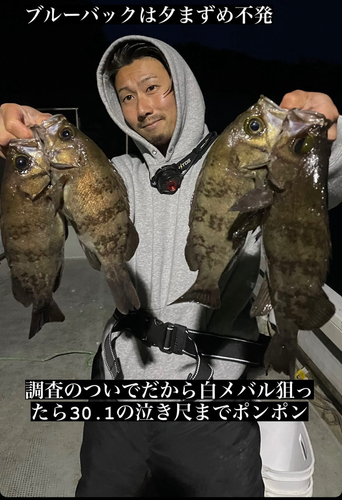 シロメバルの釣果