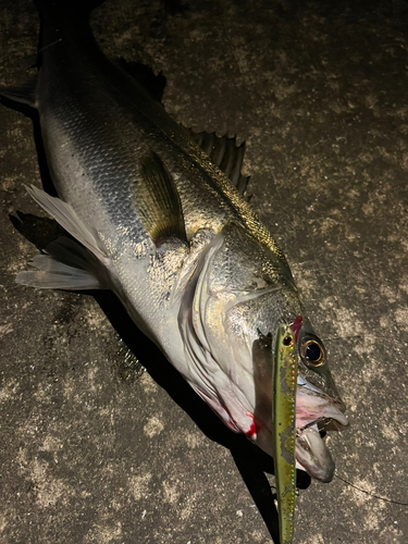 スズキの釣果