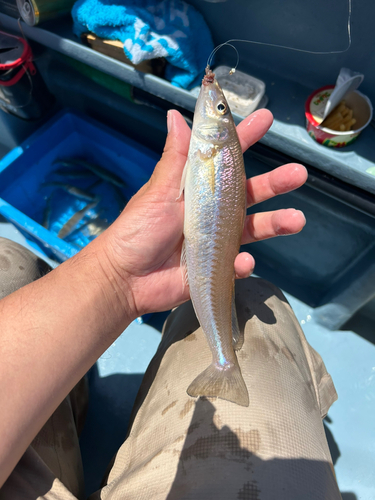 シロギスの釣果