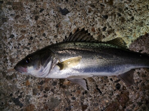 ハネ（タイリクスズキ）の釣果