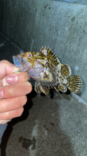 オウゴンムラソイの釣果