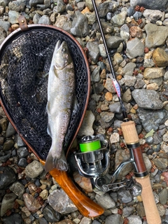 アマゴの釣果