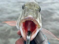 マトフエフキの釣果