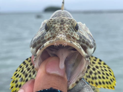 カンモンハタの釣果