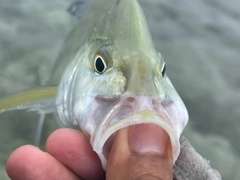 カスミアジの釣果