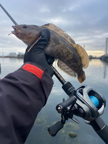 アイナメの釣果