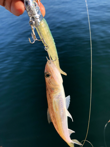 エソの釣果