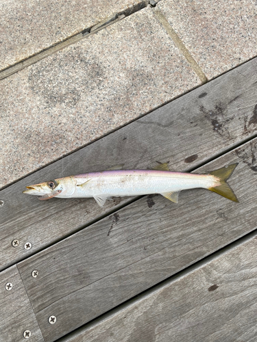 カマスの釣果