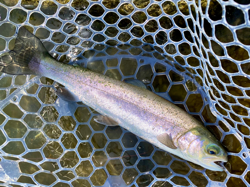 トラウトの釣果