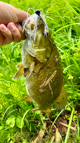 スモールマウスバスの釣果