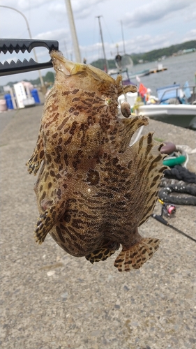 アンコウの釣果