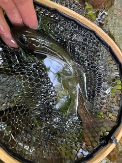 イワナの釣果