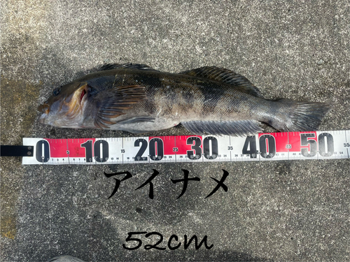 アイナメの釣果