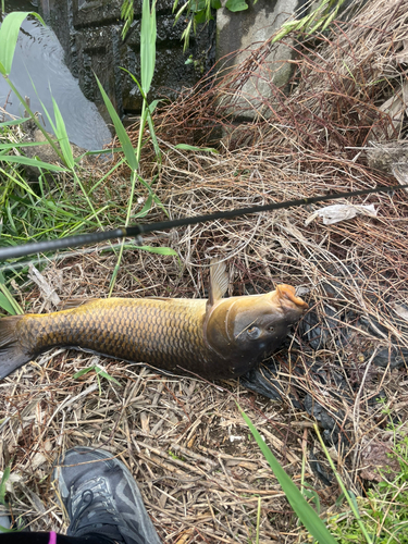 コイの釣果