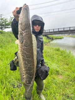 ライギョの釣果