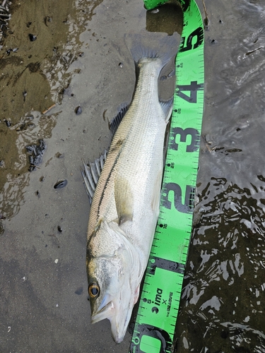 フッコ（マルスズキ）の釣果