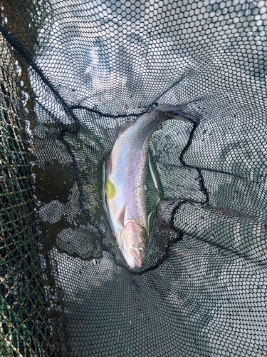 ニジマスの釣果