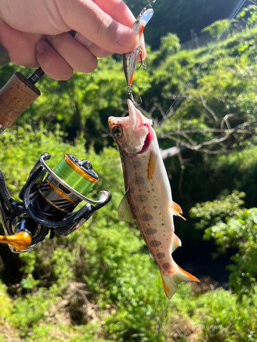 アマゴの釣果