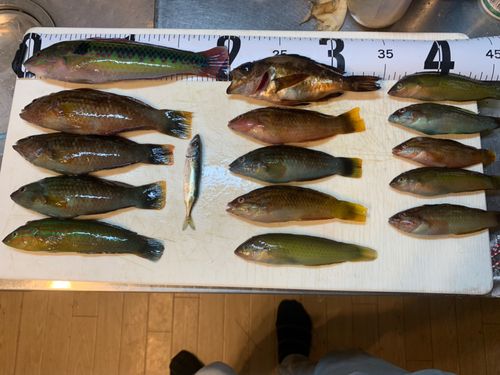 ホシササノハベラの釣果