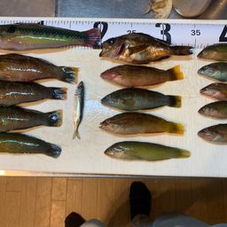 ホシササノハベラ